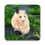 cute hamster wallpapers android application logo